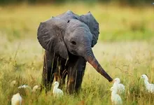 nature animals grass baby elephant egrets 2560x1600 wallpaper Art HD Wallpaper